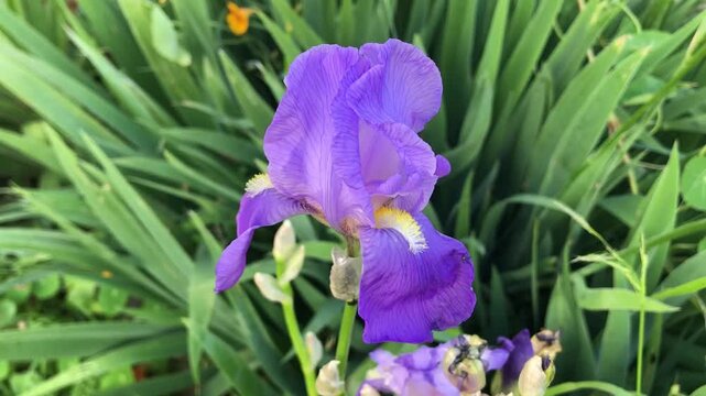 Premium iris flower. Bearded Iris isolated. Iris germanica close up. Purple iris flower. Purple flower close-Up. Blooming Spring Nature.