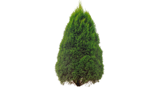 Isolated lush green evergreen cypress tree with dense foliage, vibrant and healthy garden plant