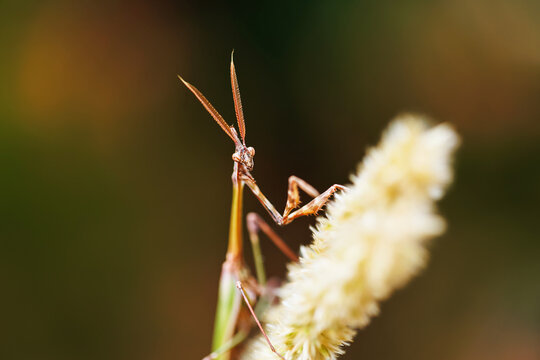 Macro insect mantis facing camera natural scene