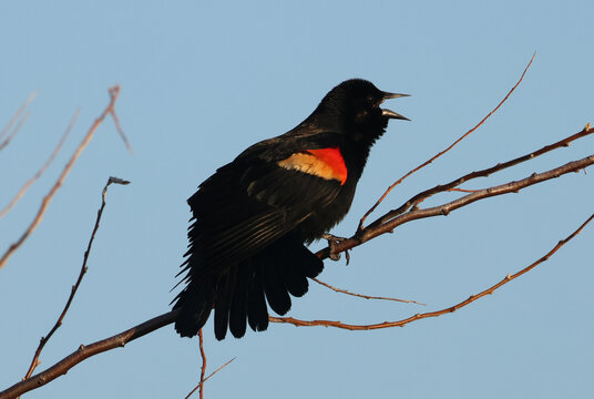 A Red-winged Blackbird (Agelaius phoeniceus) screeching from a tree branch with a blue sky background.  Shot in Waterloo, Ontario, Canada.