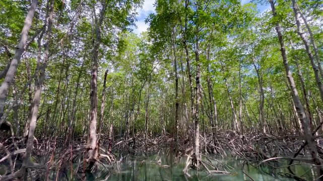 Natural tree mangrove forest