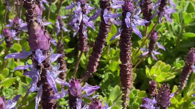 Plectranthus ornatus or Coleus comosus purple flowers close up,4K.