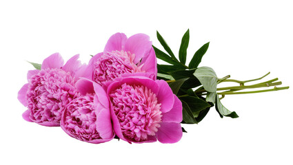 Isolated bouquet of vibrant pink peonies with fresh green leaves, perfect for spring decoration. © David