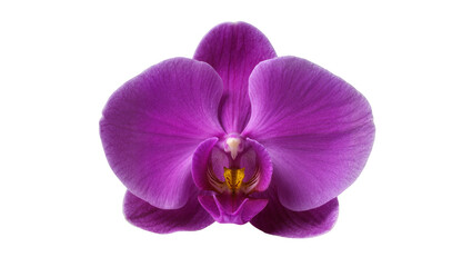Obraz premium Isolated vibrant purple orchid flower with delicate petals, elegant tropical blooming plant