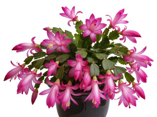 Isolated vibrant pink Christmas cactus blooming in a dark pot, festive holiday plant © David