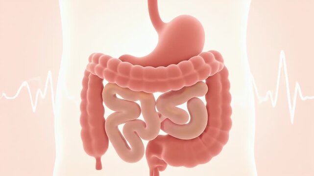 3D CGI Digestive System Anatomy with Gentle Peristalsis Motion Medical Educational Background in Soft Warm Lighting
