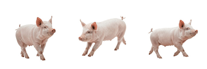 Cute Pink Piglet Set Isolated On White Background Running Jumping PNG Transparent Digital Assets Collection © Julian