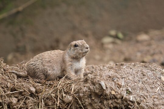 泥だらけで巣穴から出てきたプレーリードッグ