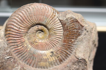 Close up of ammonite and snail fossil on a stone. Fossil background. Geology and archeology science and fossil. Textured fossil with pattern and trace. Fossil formation from France. © Martine
