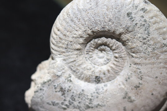 Close up of ammonite and snail fossil on a stone. Fossil background. Geology and archeology science and fossil. Textured fossil with pattern and trace. Fossil formation from France.