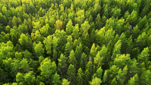 Forest, Pine Trees, Aerial View, Drone, 4K Video, Texture, Green, Nature, Background, Woods, Coniferous, Wilderness, Environment, Summer, Northern Russia, Leningrad Region, Karelia, Flying Forward, La