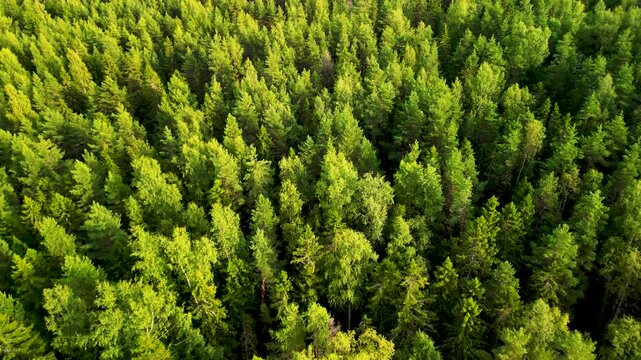 Forest, Pine Trees, Aerial View, Drone, 4K Video, Texture, Green, Nature, Background, Woods, Coniferous, Wilderness, Environment, Summer, Northern Russia, Leningrad Region, Karelia, Flying Forward, La