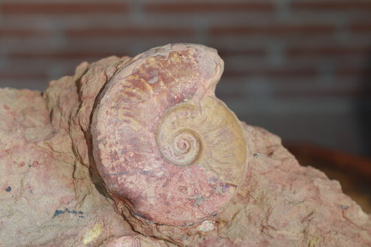 Close up of ammonite and snail fossil on a stone. Fossil background. Geology and archeology science and fossil. Textured fossil with pattern and trace. Fossil formation from France.