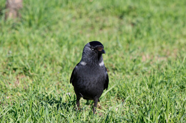 Fototapeta premium jackdaw in the green grass
