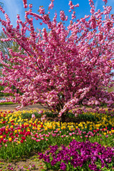 Obraz premium Kölner Rheinpark im Frühling