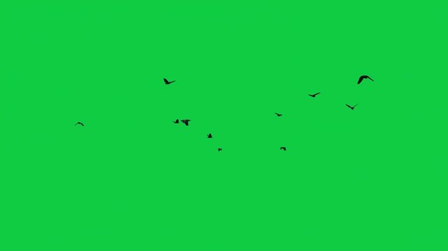 Crow Birds Flock Circle Flying Silhouette Loop - Sky Cinematic Overlay VFX Pack 3 Angles Green Screen
