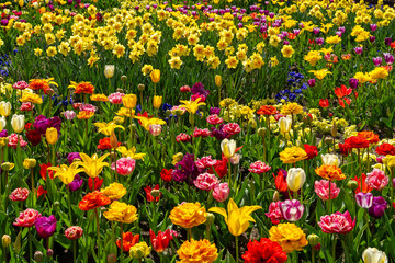 Obraz premium Tulpenbeete im Kölner Rheinpark 