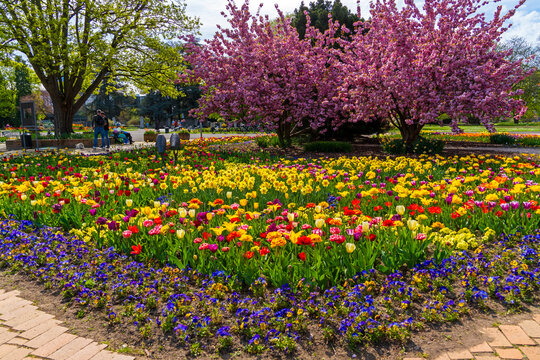 K&ouml;lner Rheinpark im Fr&uuml;hling