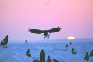 流氷に降りるオオワシ（北海道・知床）  © 愛 高行