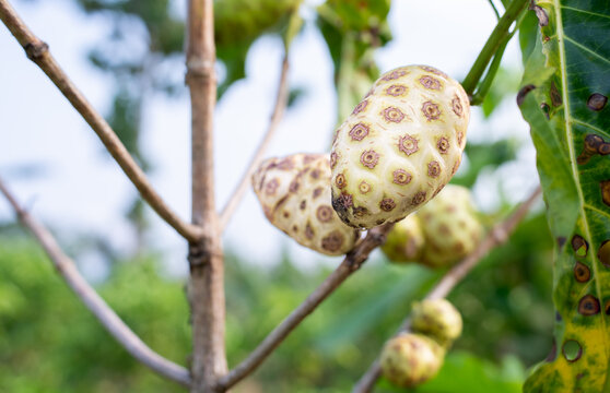 Fresh ripe raw noni fruit or Morinda citrifolia hanging on a tree branch. A natural source of antioxidants for herbal medicine and healthy lifestyle products in tropical agriculture
