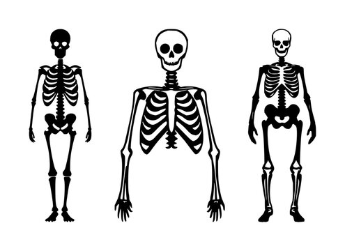 Human bone skeleton icon set with solid black line art design featuring anatomy, skeleton, medical illustration with healthcare and education