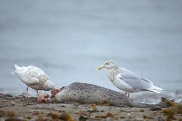 アザラシの死体を食べるシロカモメ（北海道・野付半島）  © 愛 高行