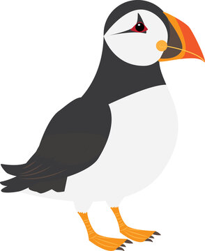 A vector art of a seabird known as the sea parrot or the clown of the sea, Puffin. 