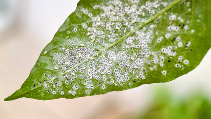 Macro view of small insect pests under leaf surface, agricultural infestation and plant damage concept. © Euvanor