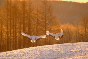 朝陽の雪原に舞い降りるタンチョウ（北海道・鶴居村）  © 愛 高行