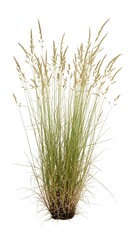 Fototapeta premium An image of a tall grass plant with a green and yellow color
