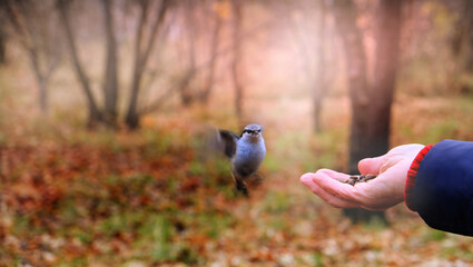 Senior adults feeding birds in the park in spring. Wild animals, lend a hand theme. Close up. Japanese tit or Cinereous Tit, Parus cinereus. © ElenaEmiliya