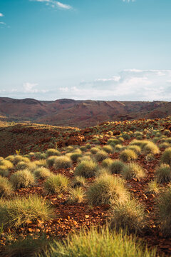 Australian pilbara landscape featuring red rocks and spinifex grass