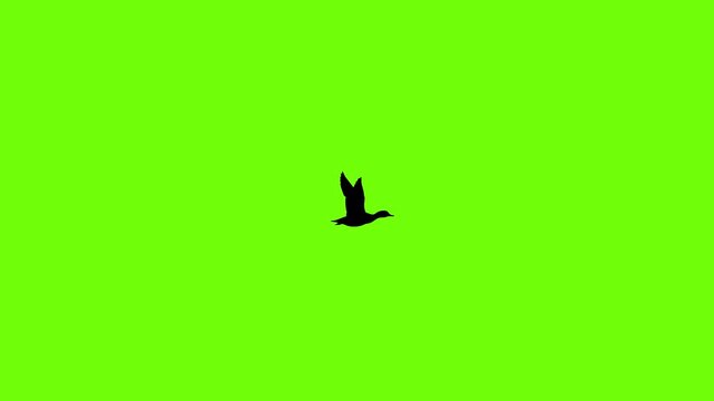 Flying Duck Silhouette Animation on Green Screen Background Motion Graphic