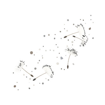 Delicate dandelion seeds floating in the air on a white background