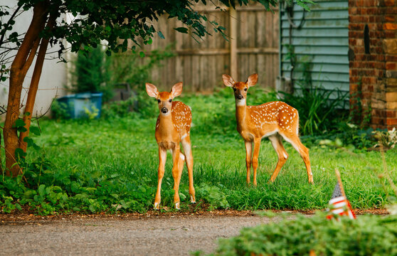 Two young spotted deer (fawns) standing close together in a natural forest setting. Soft sunlight filters through the trees, highlighting their delicate features and distinctive white spots on warm