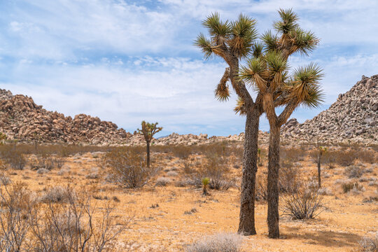 Joshua Tree National Park landscape with boulder hills and copy space.