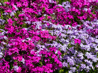 Fototapeta premium 公園に咲いた鮮やかな芝桜