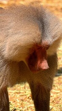 Close-up portrait of a baboon. Texture of its fur and skin
