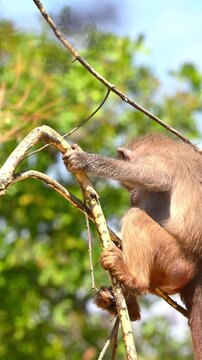Young Hamadryas baboon (Papio hamadryas) climbing on a tree branch with a natural green background