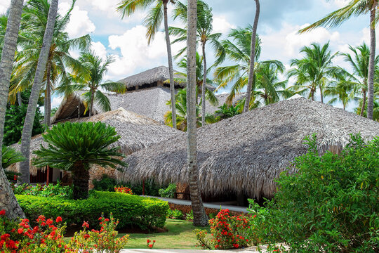 Dominican Republic, Bayahibe - 03 Jun 2021: Tropical bungalows with palm-thatched roofs surrounded by lush garden and coconut palms at Viva Dominicus Beach resort