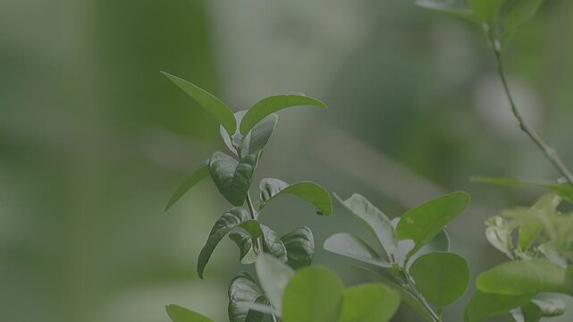 Peaceful scenery of a green thicket with organic textures and misty morning atmosphere.
