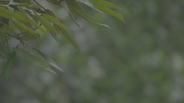 Peaceful scenery of a green thicket with organic textures and misty morning atmosphere.