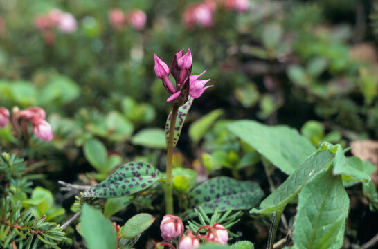 ウズラバハクサンチドリ（北海道・ニペソツ山）
