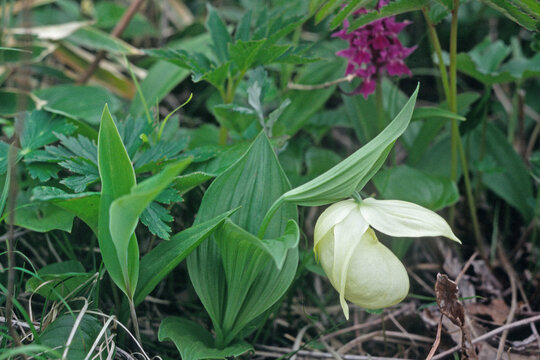 レブンアツモリソウ（北海道・礼文島）

