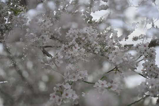 豪華な桜のの花びらたち、二重露光で