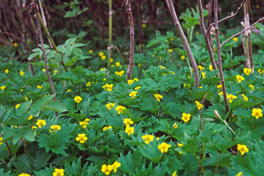 フギレオオバキスミレの群落（北海道・倶知安町）
