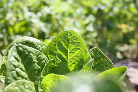Salad leaves in lush garden. Summer garden background with leafy greens. Mature salad plant or lettuce on a sunny day. Ready to be harvested. Focus on one leaf with defocused garden.