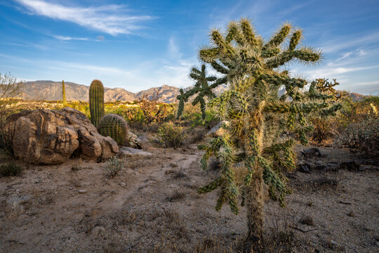 Cholla cactus in Saguaro national park with mountains in the background