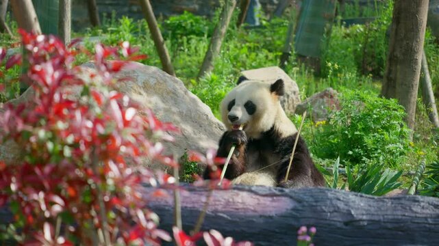 A cute adult giant panda from China sits on the ground and munches fresh green bamboo.