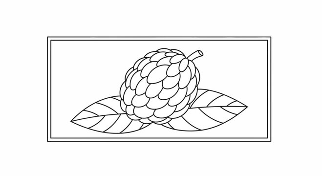 Custard Apple Fruit, Annona Squamosa, Black and White Outline Drawing, Vector Illustration